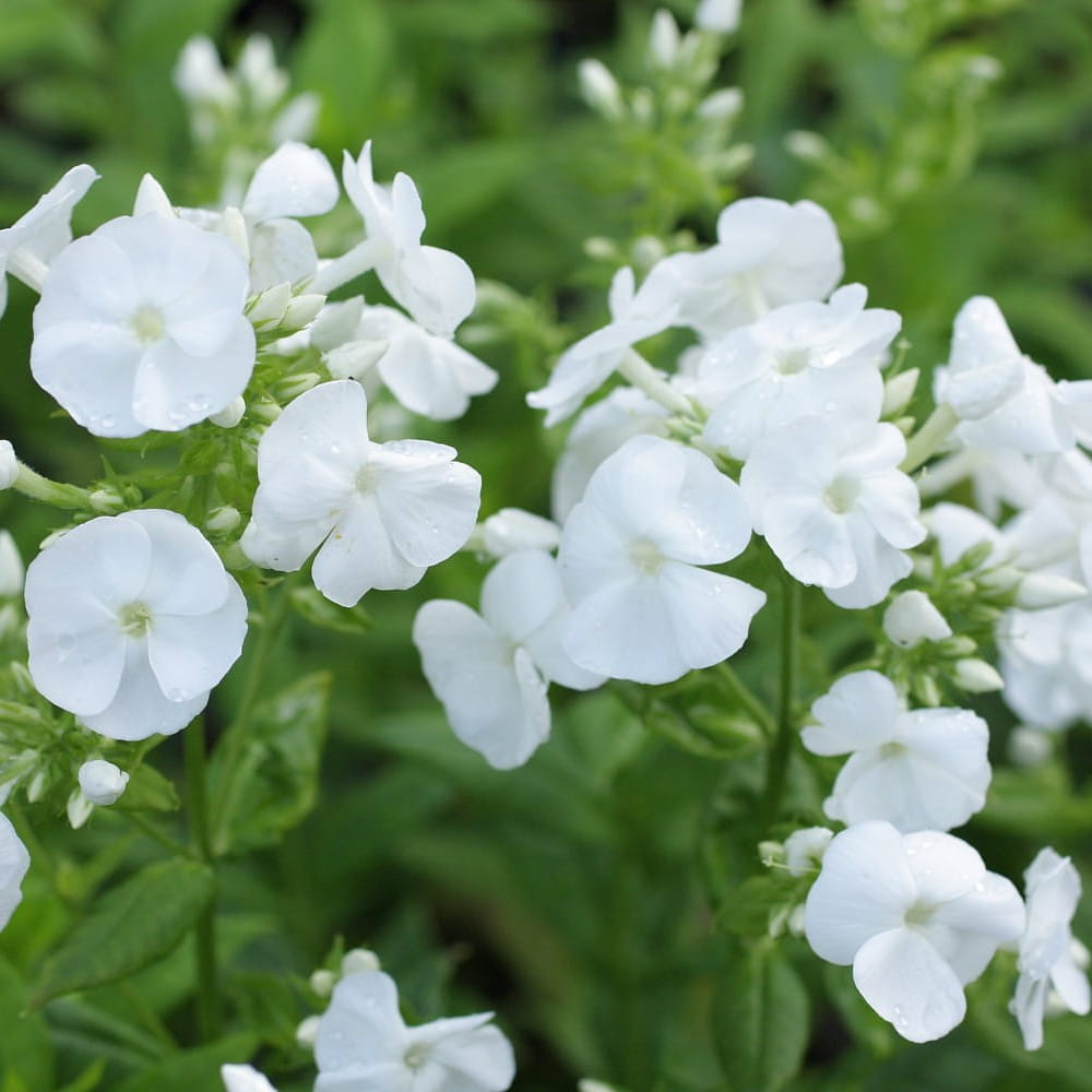 Floks Wiechowaty REMBRANT