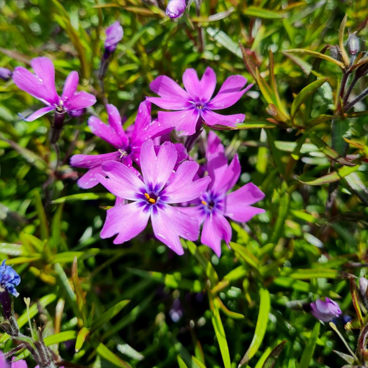 Floks Szydlasty PURPLE BEAUTY