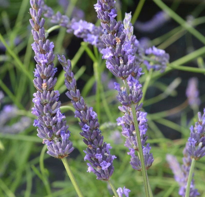 Lawenda GROSSO