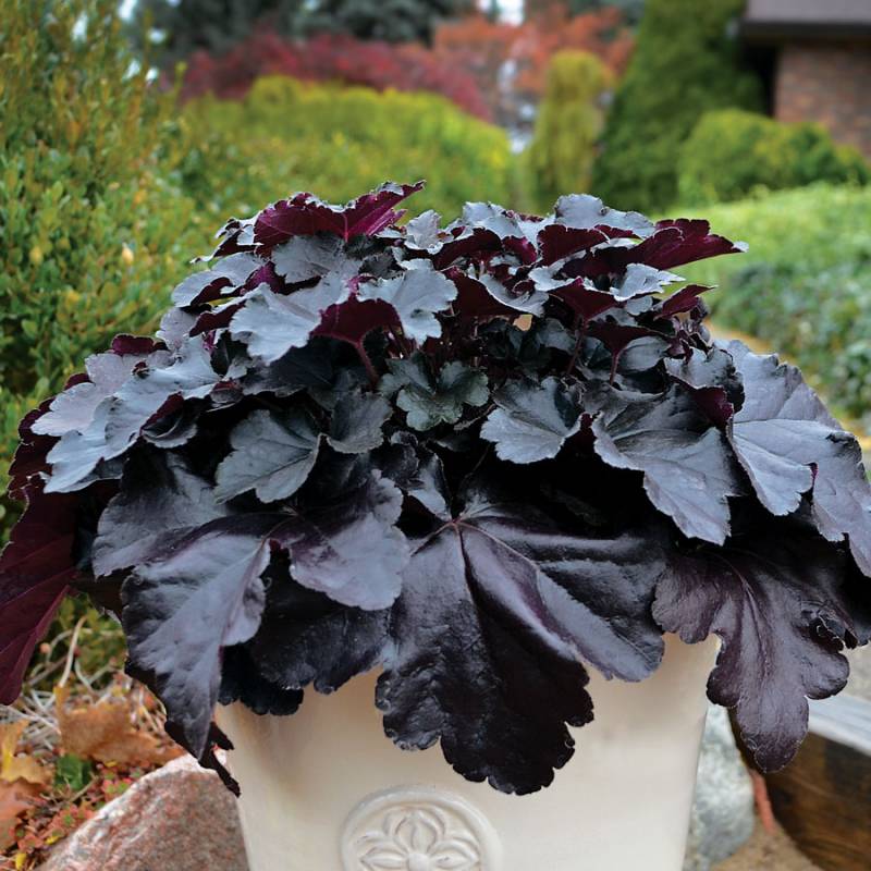 Żurawka BLACK PEARL