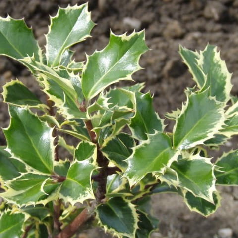 Ostrokrzew kolczasty RUBRICAULIS AUREA