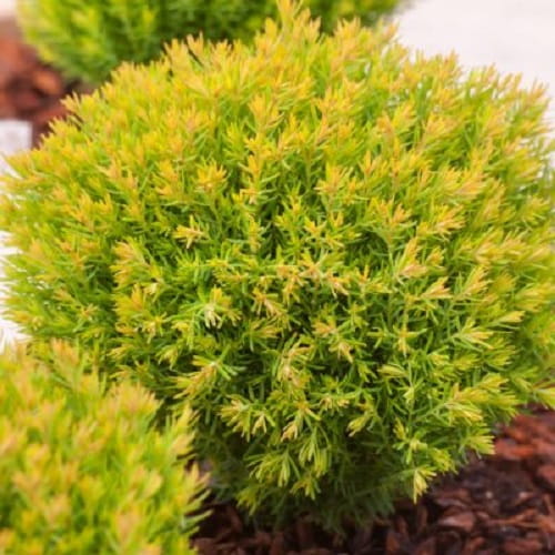 THUJA ŻYWOTNIK ZACHODNI ANNIEK