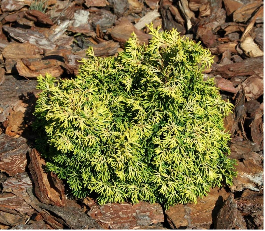 Cyprysik tępołuskowy BRION