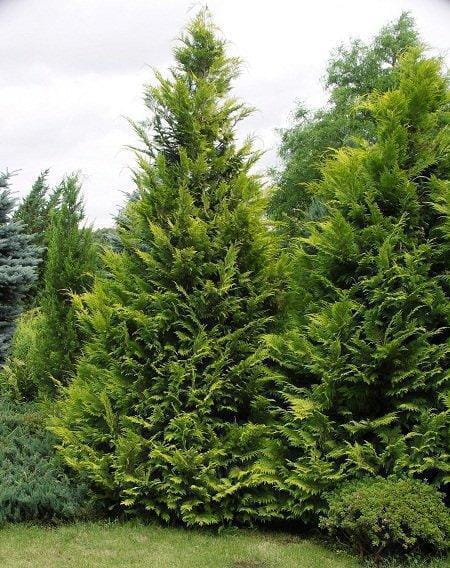 Cyprysik Lawsona GOLDEN WONDER