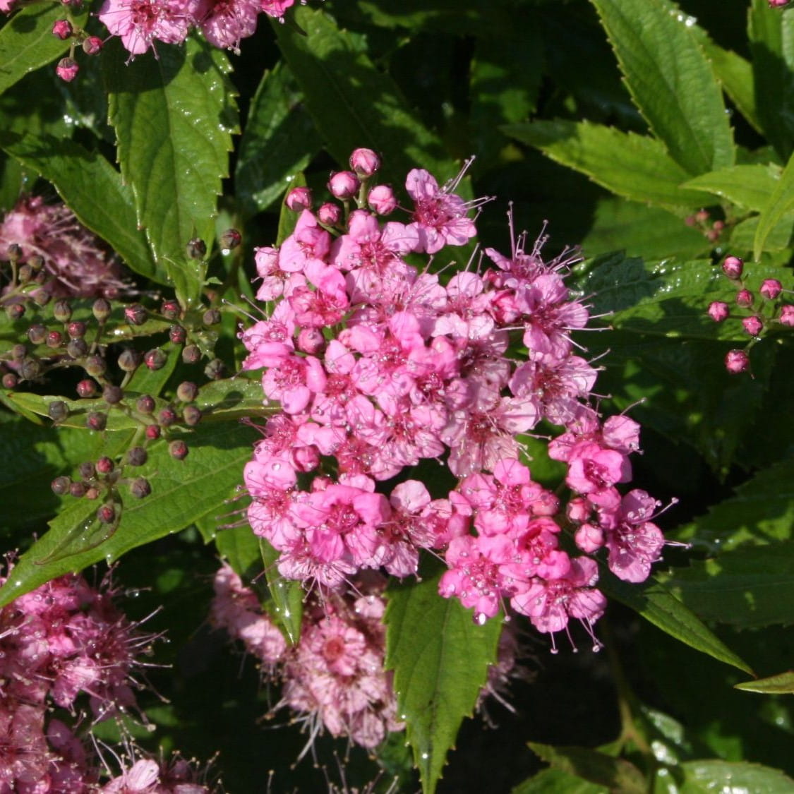 Tawuła Japońska SUNDROP