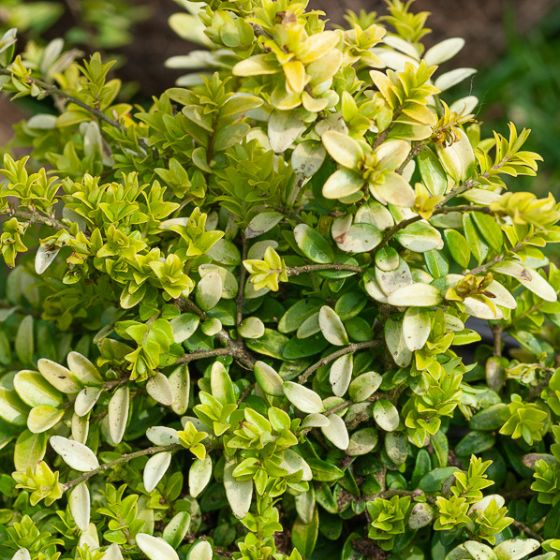 Suchodrzew GOLDEN GLOW