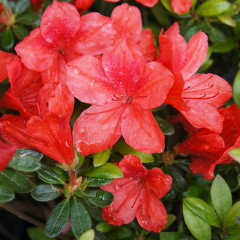 Azalia japońska RADJA