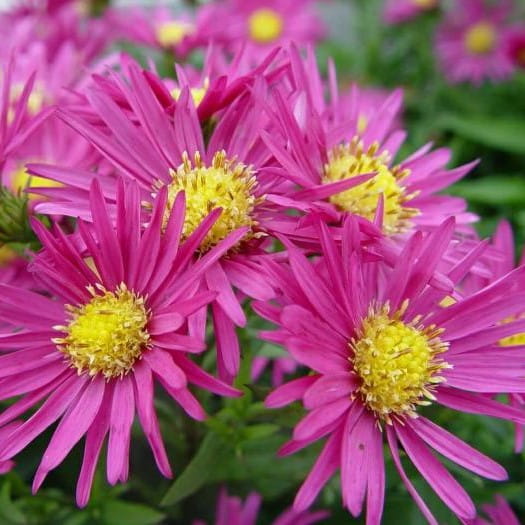 Aster ISLAND BAHAMAS