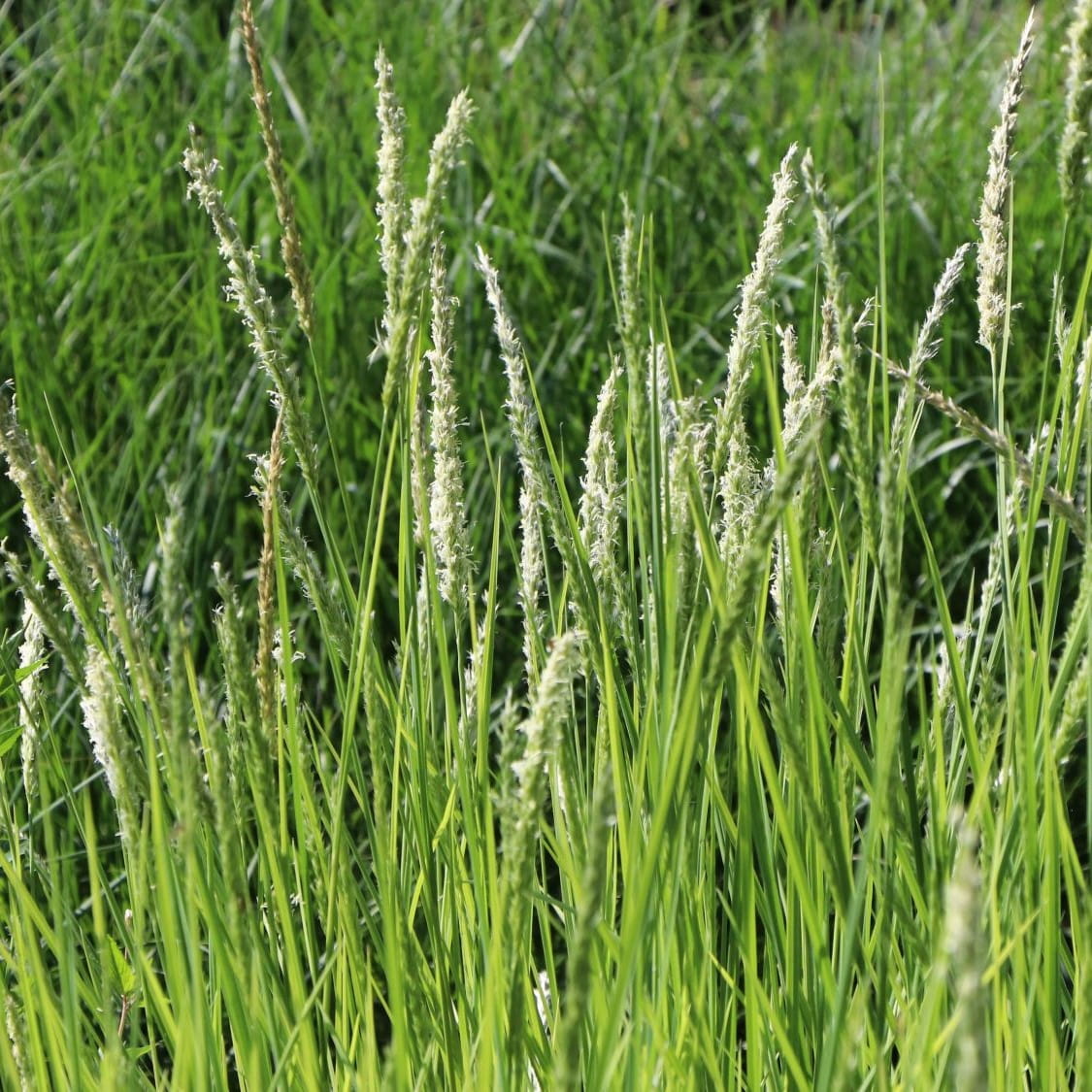 Sesleria JESIENNA