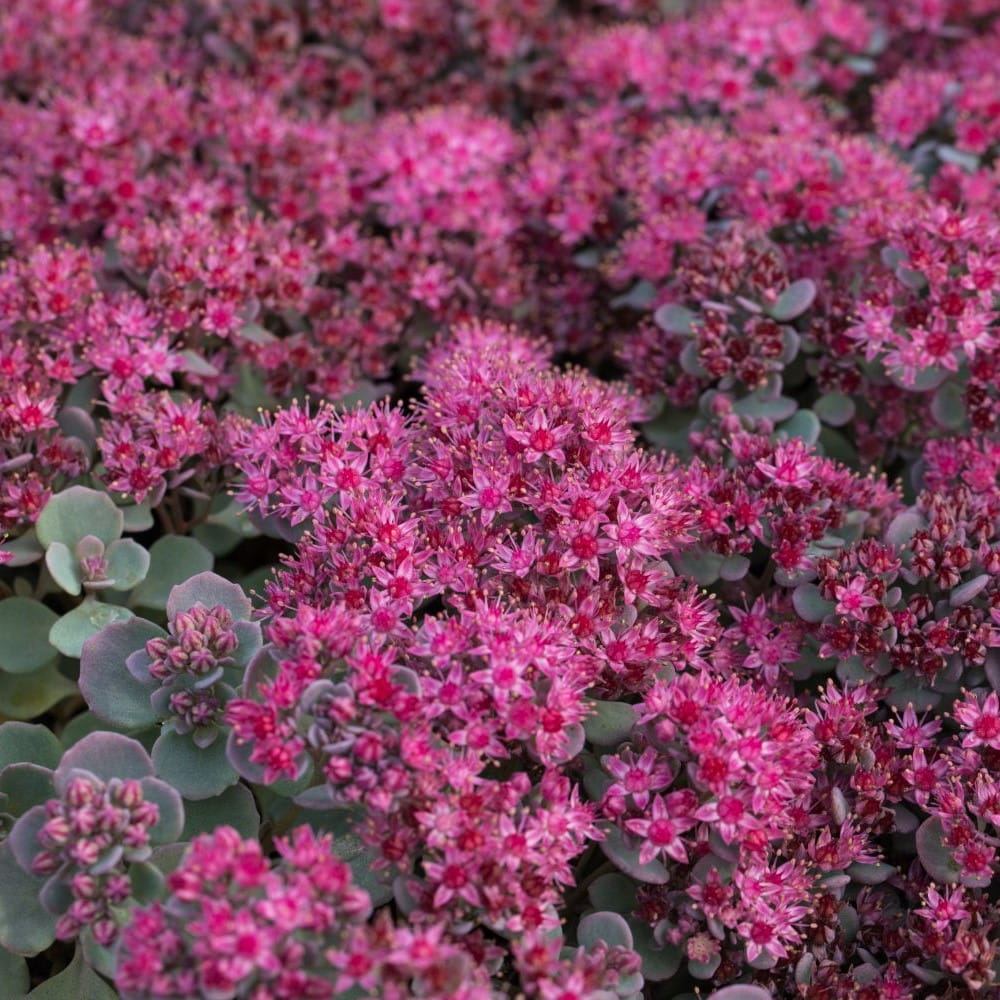 Rozchodnik LIDAKENSE