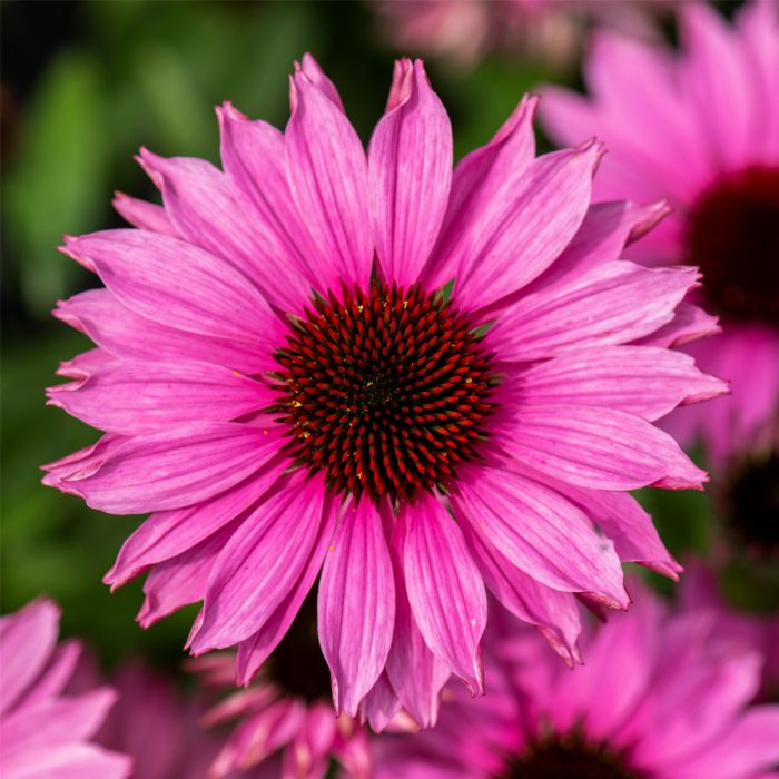 Jeżówka SunMagic Vintage Fuchsia