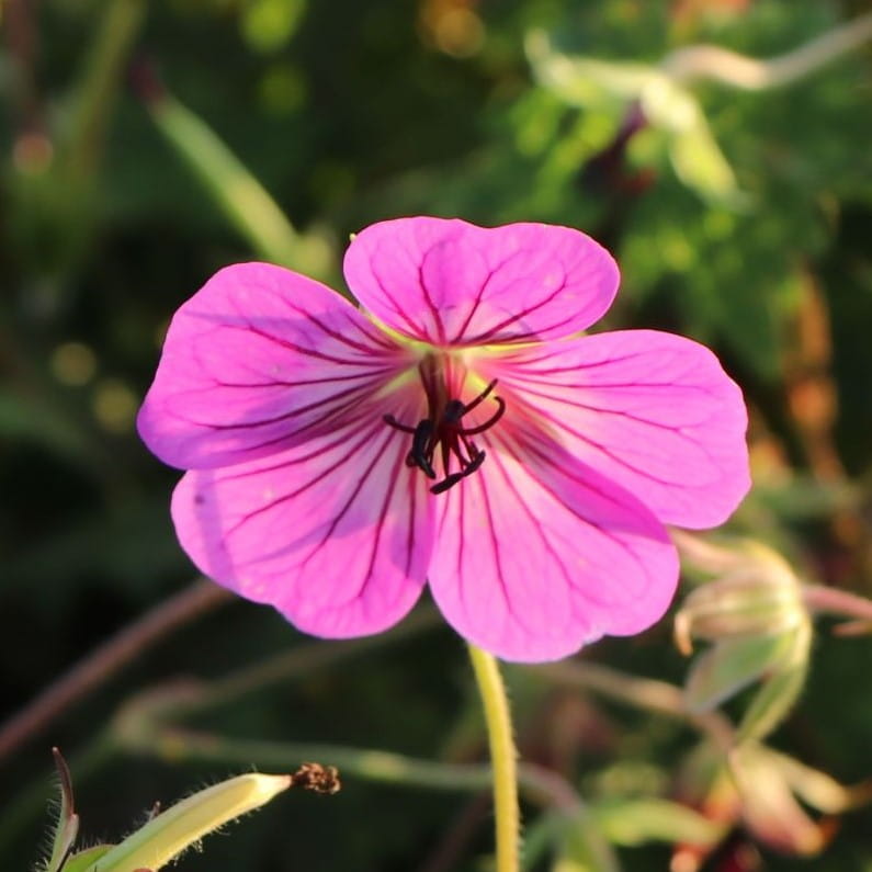 Bodziszek PINK PENNY