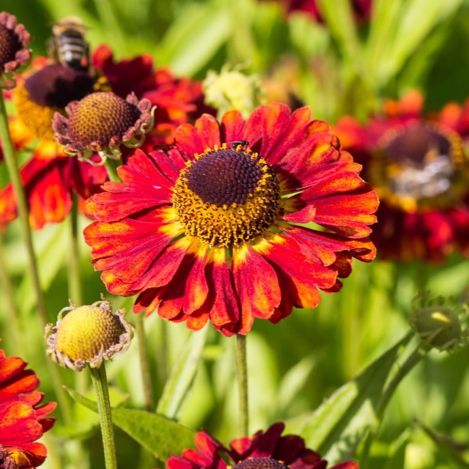Dzielżan MARIACHI SALSA