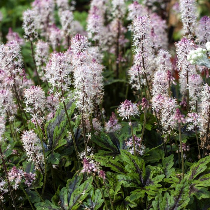 Tiarella ANGEL WINGS