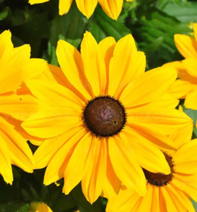 Rudbeckia SmileyZ BIG LUCK