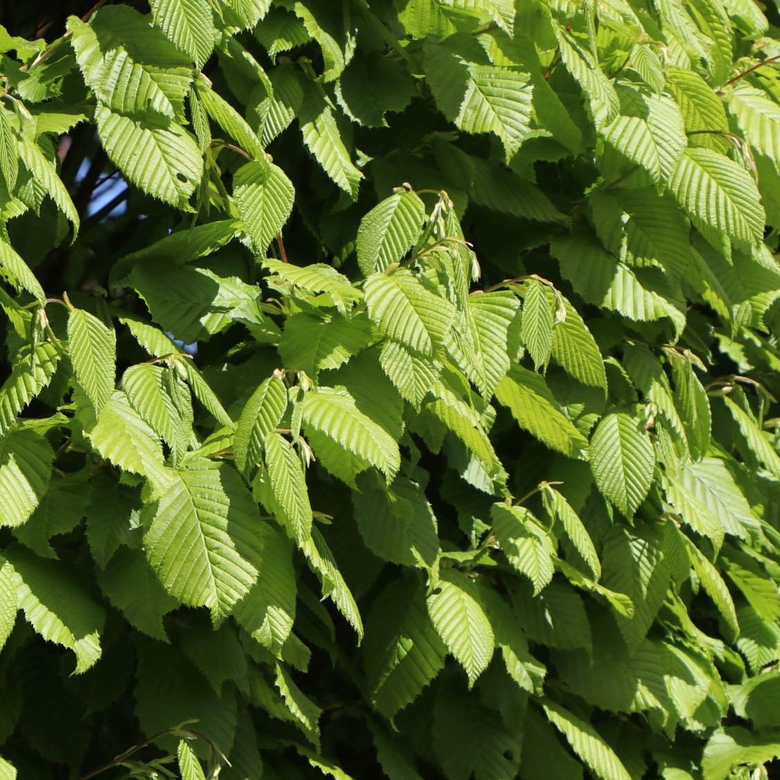 Grab pospolity LUCAS