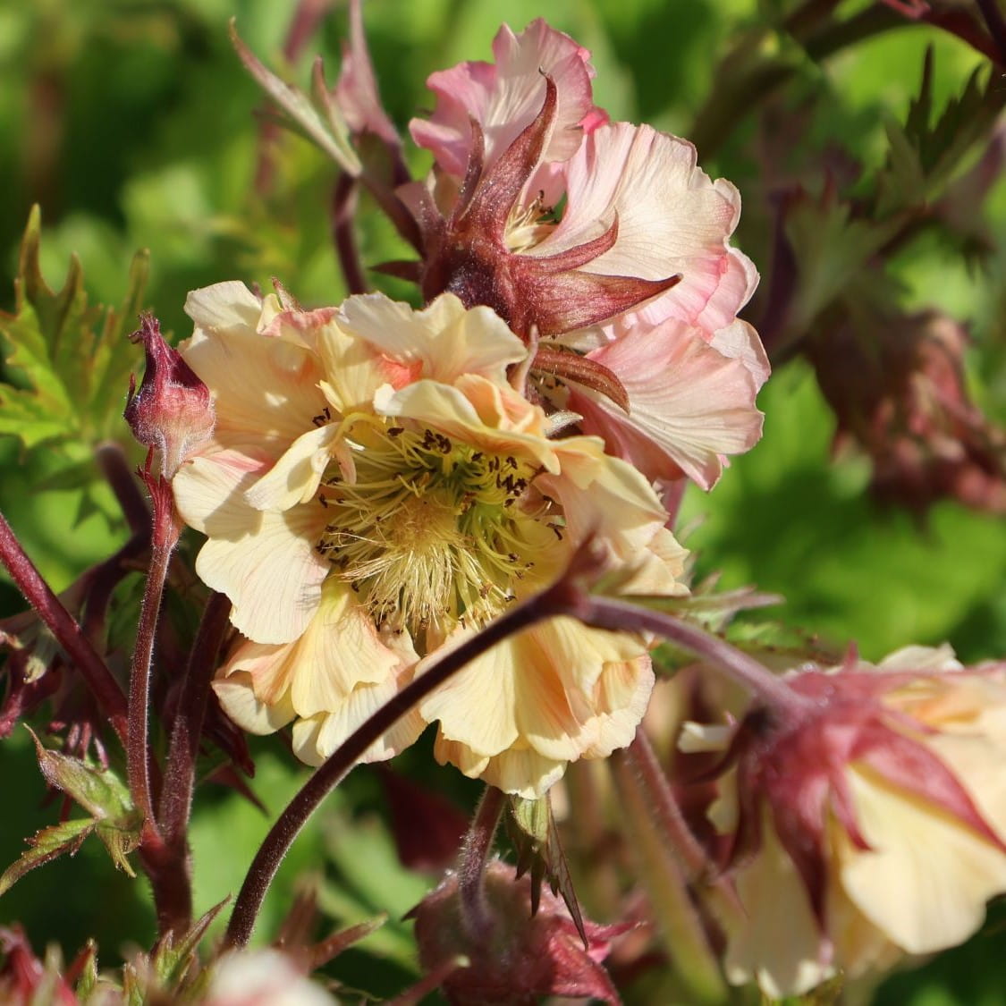 KUKLIK PRETTICOAST PEACH