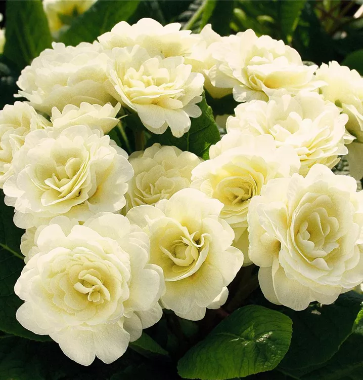 Pierwiosnek Belarina CREAM