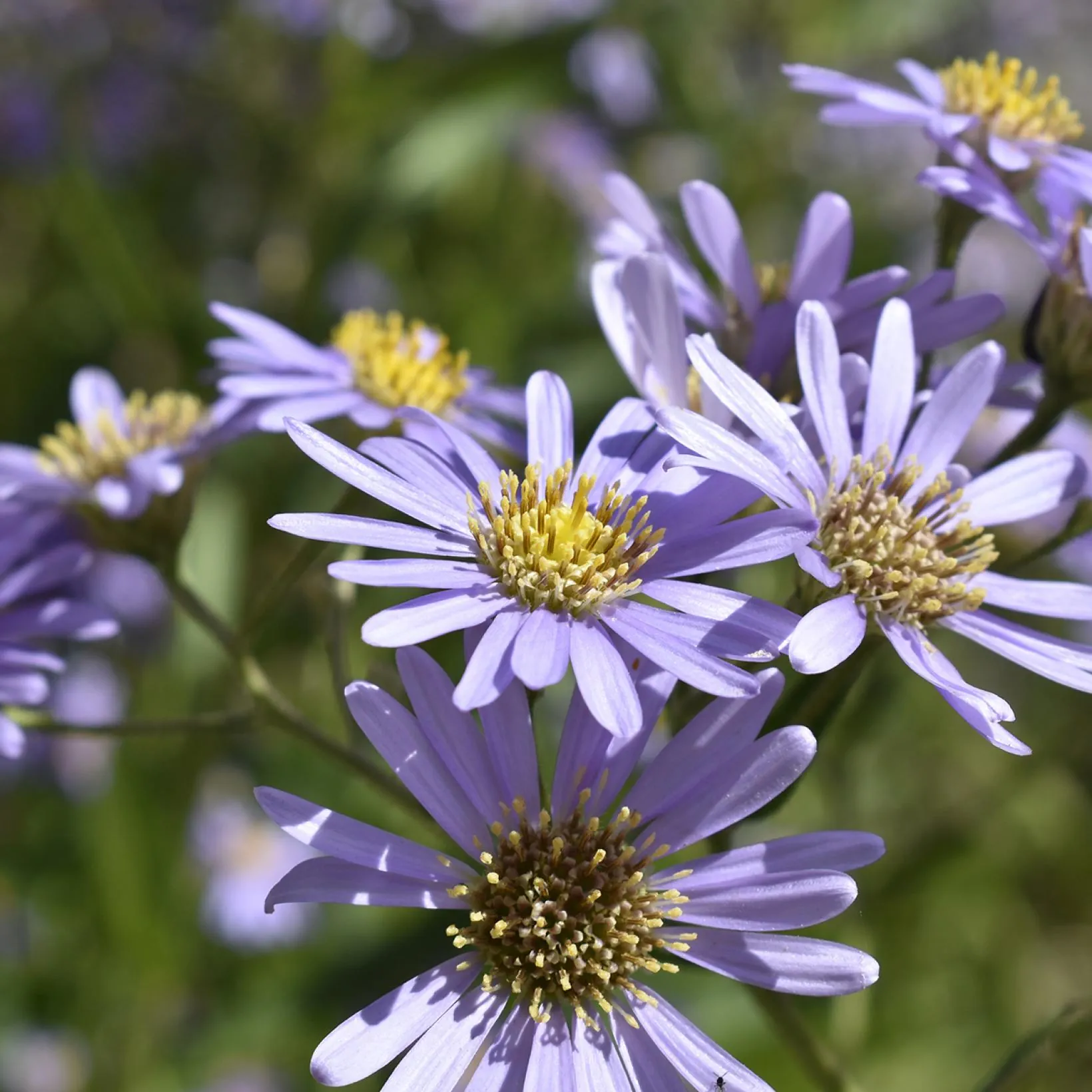 Aster