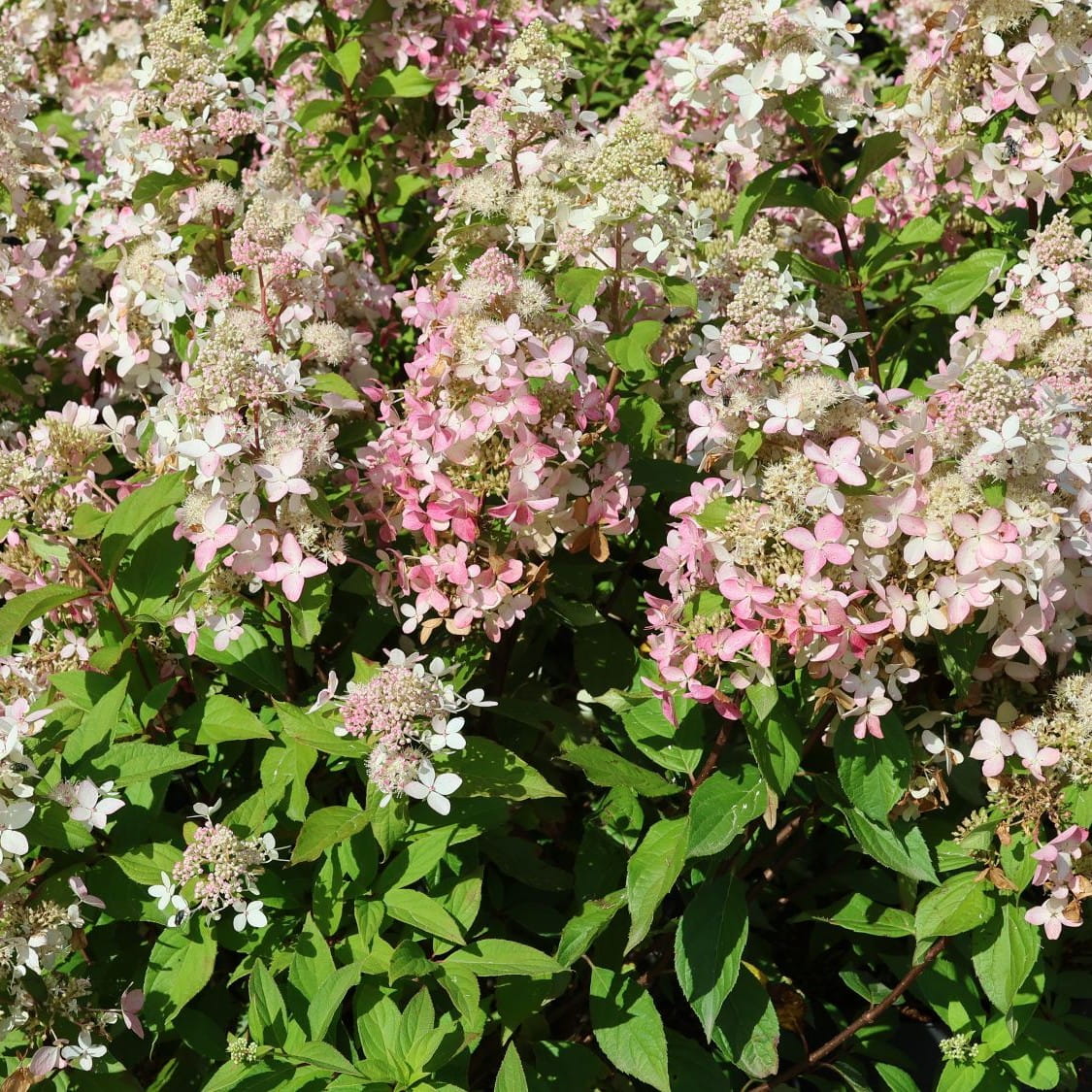 Hortensja bukietowa CONFETTI