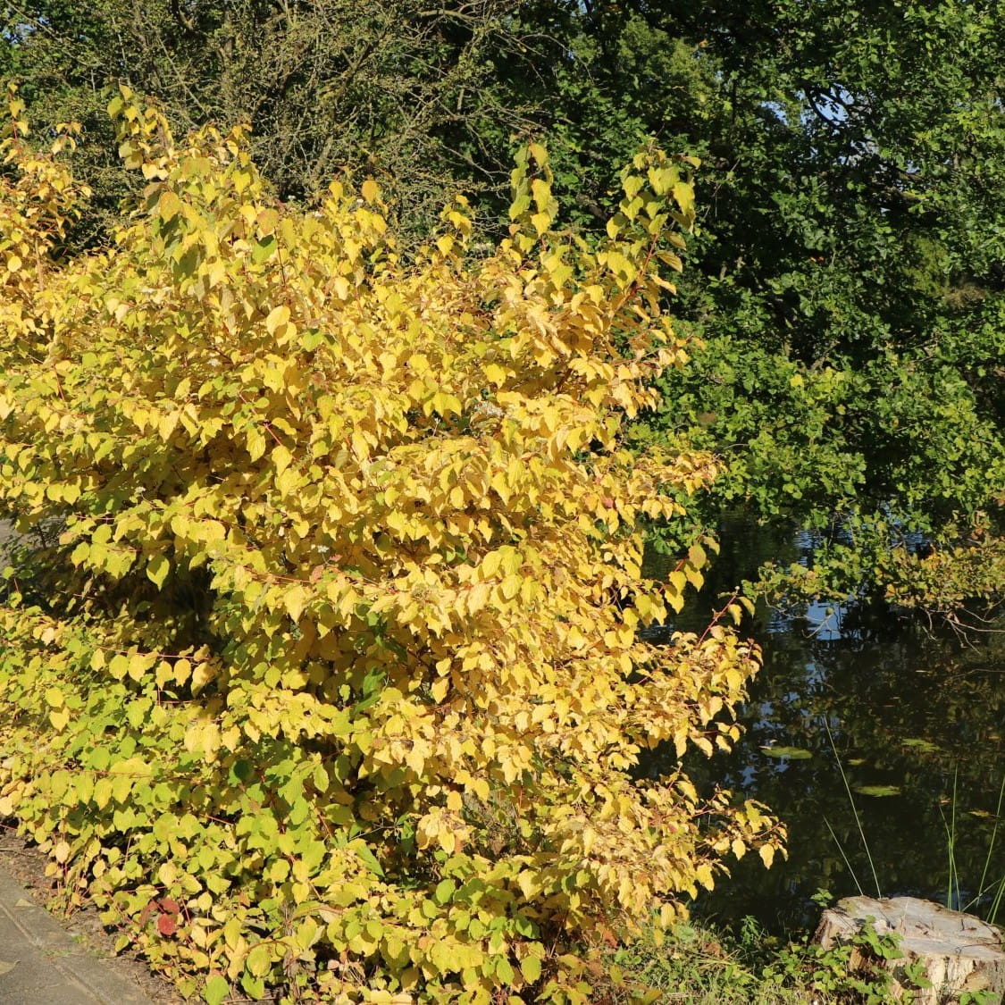 Dereń MIDWINTER FIRE