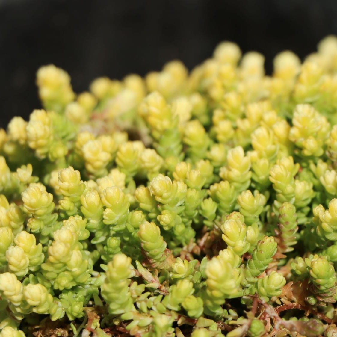 Rozchodnik YELLOW QUEEN