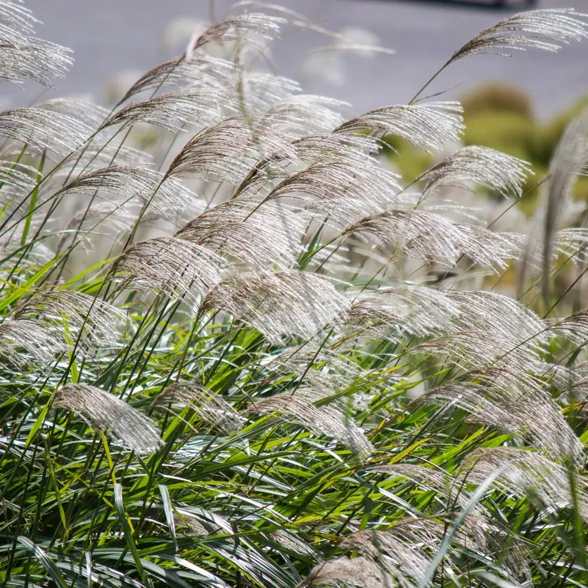 Miskant chiński ORANGEFEDER