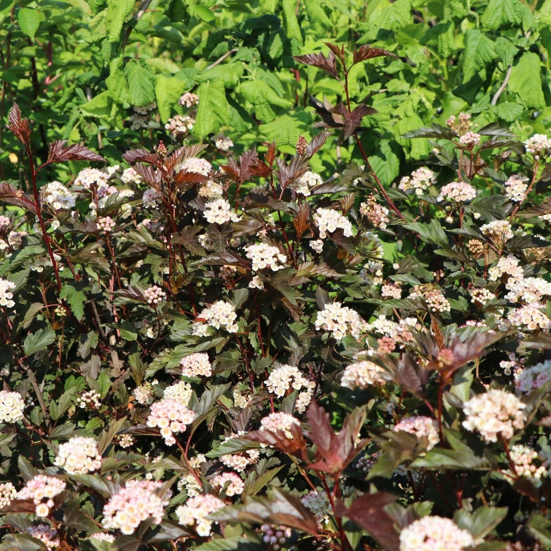 Pęcherznica SUMMER WINE