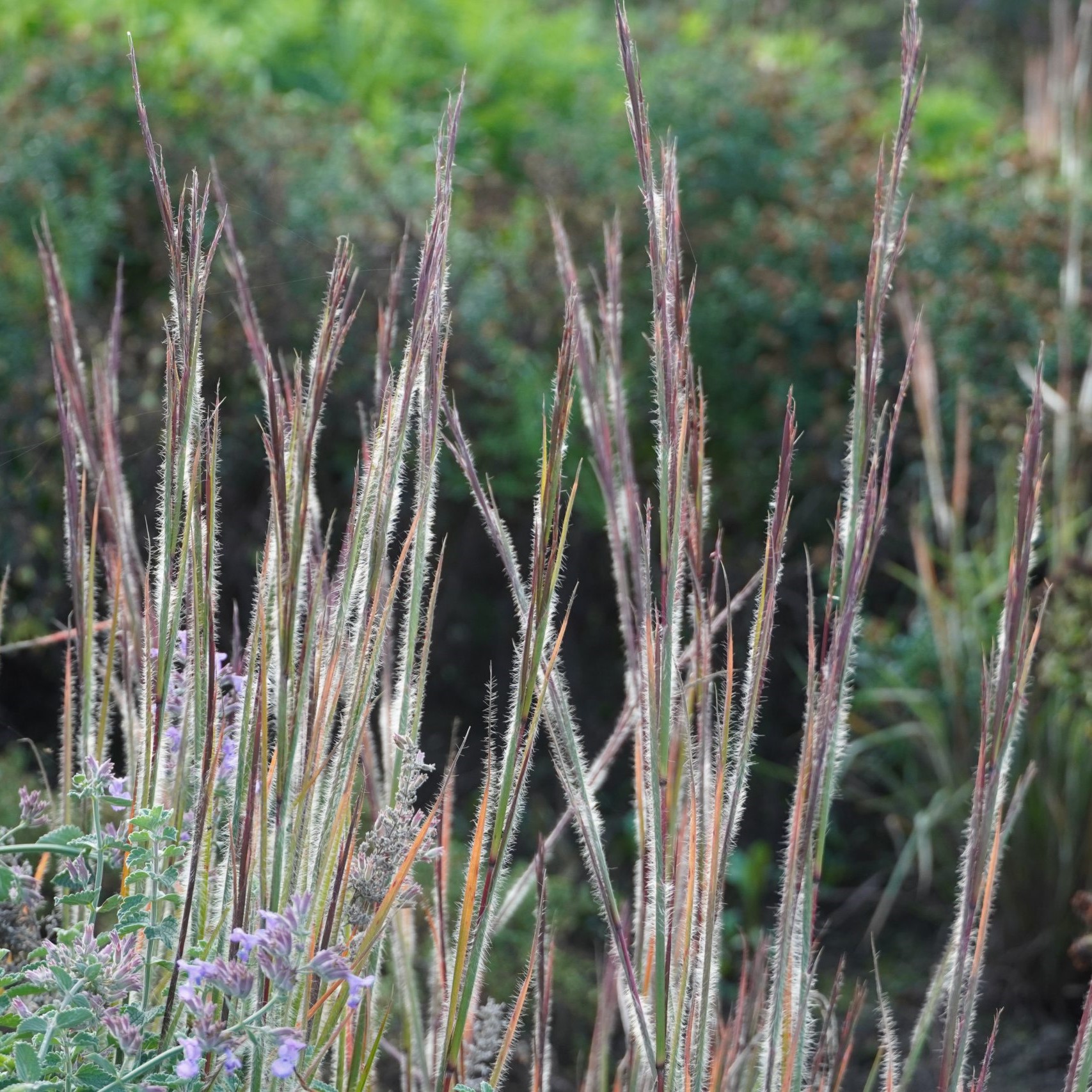 Palczatka HA HA TONKA