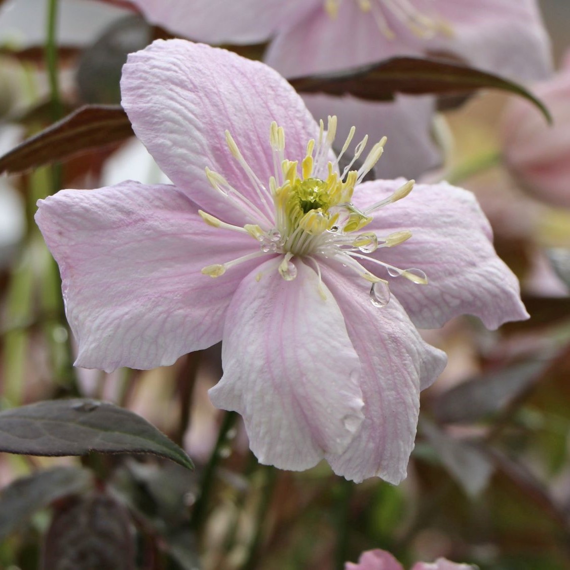 Powojnik Montana MAYLEN