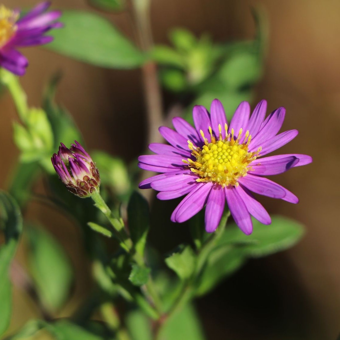 Aster EZO MURASAKI