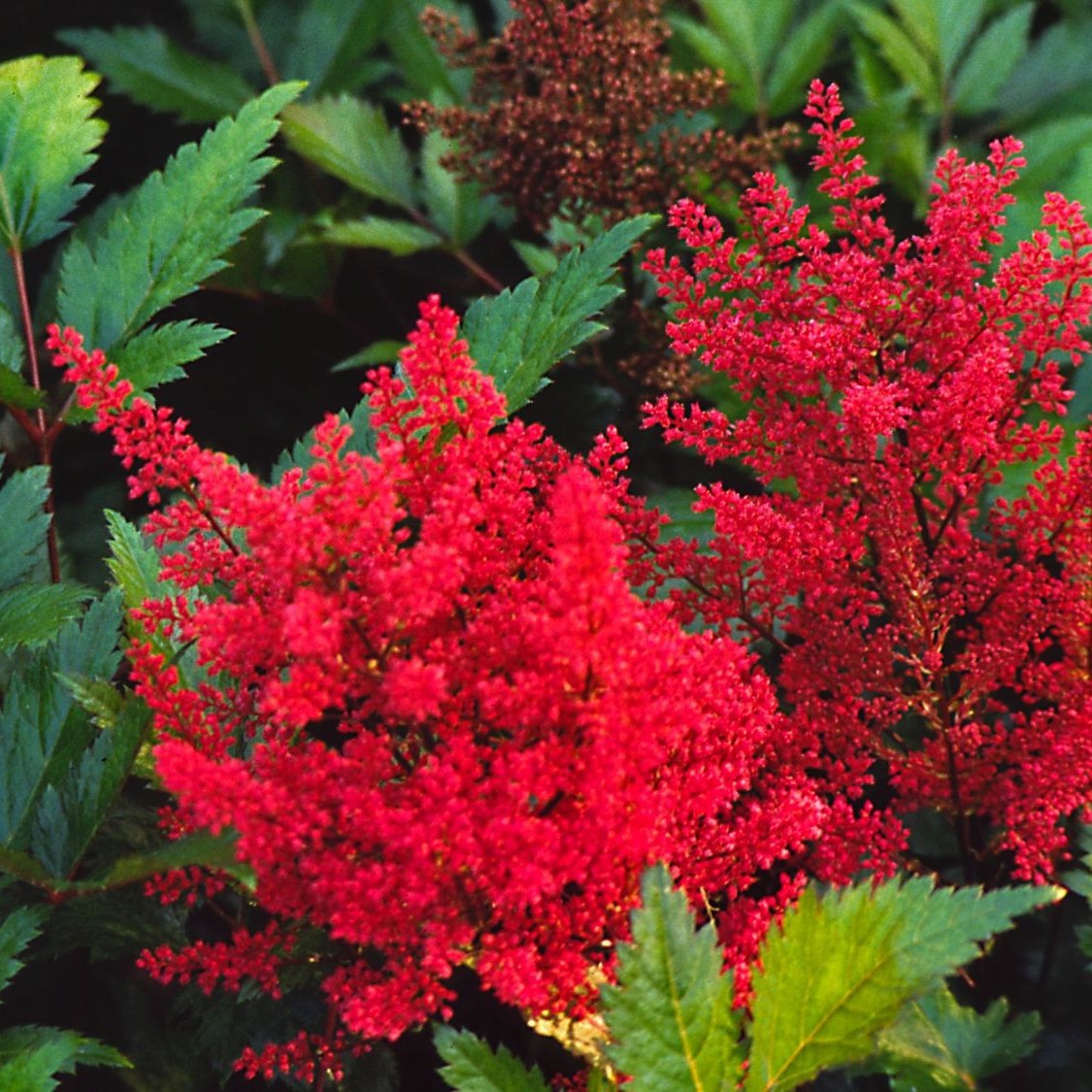 Tawułka Arendsa ELSE SCHLUCK