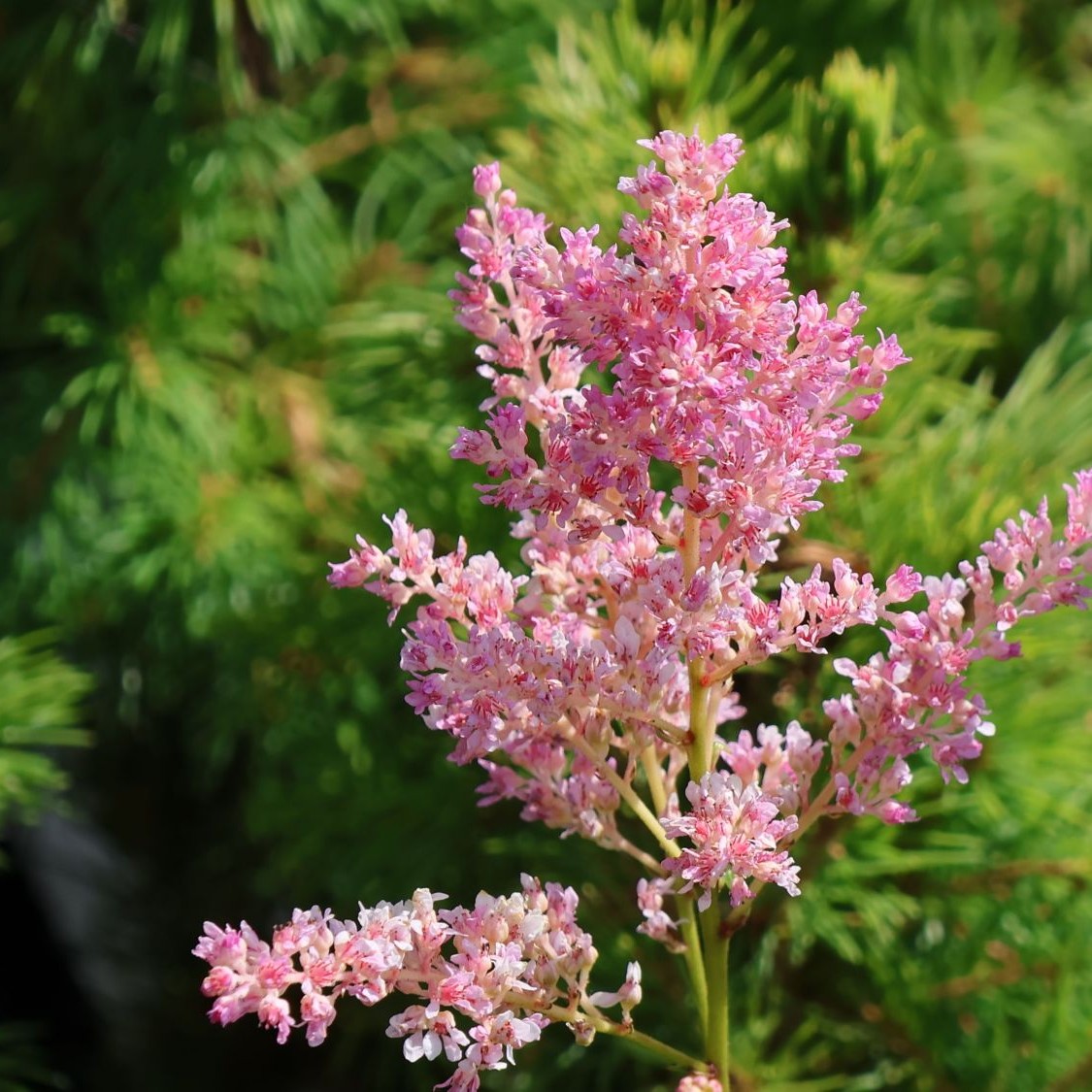 Tawułka Arendsa DARWIN'S DREAM