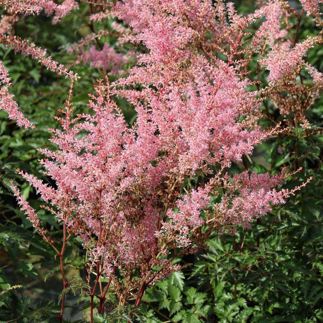 Tawułka Arendsa HENNIE GRAAFLAND