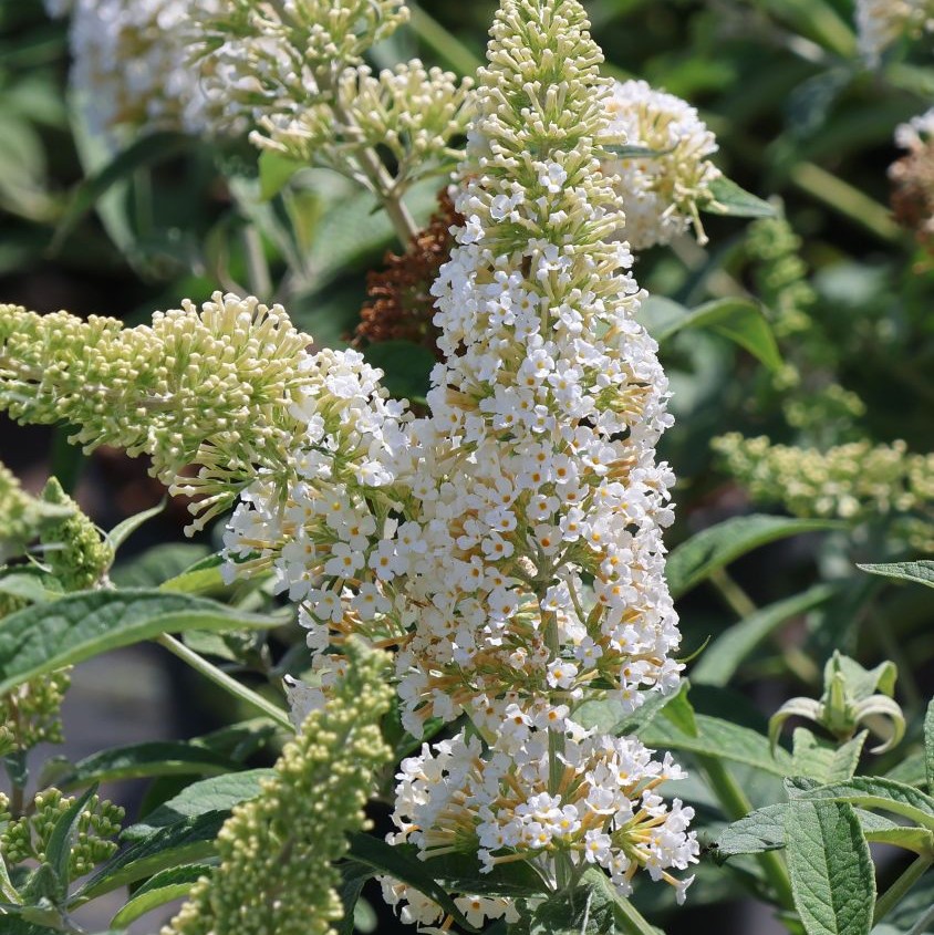 Budleja Dawida REVE DE PAPILLON WHITE