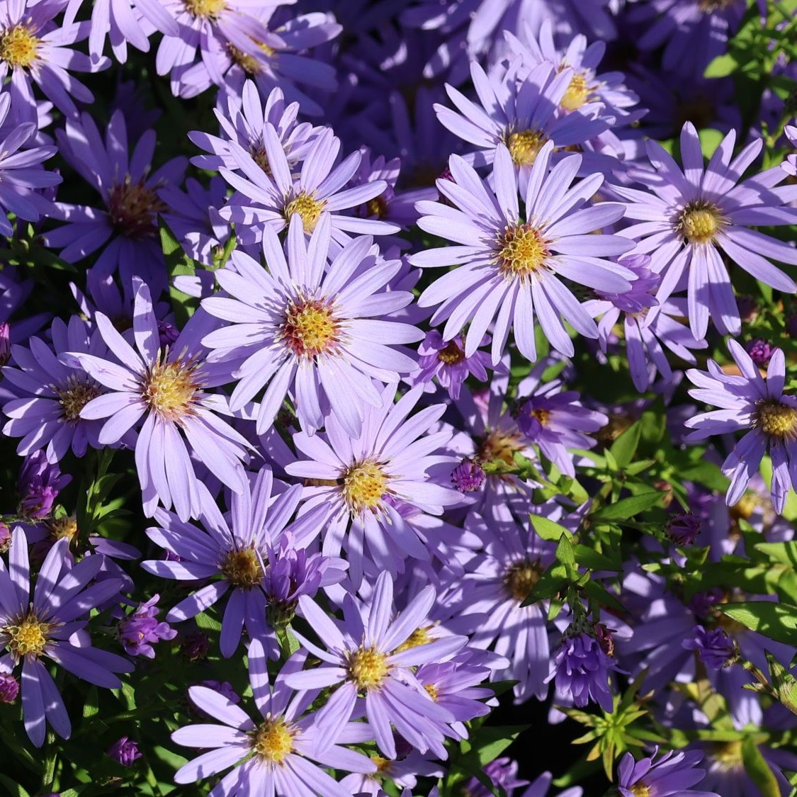 Aster sercolistny LITTLE CARLOW