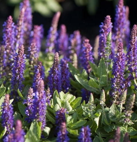 Szałwia Omszona BORDEAUX DEEP BLUE