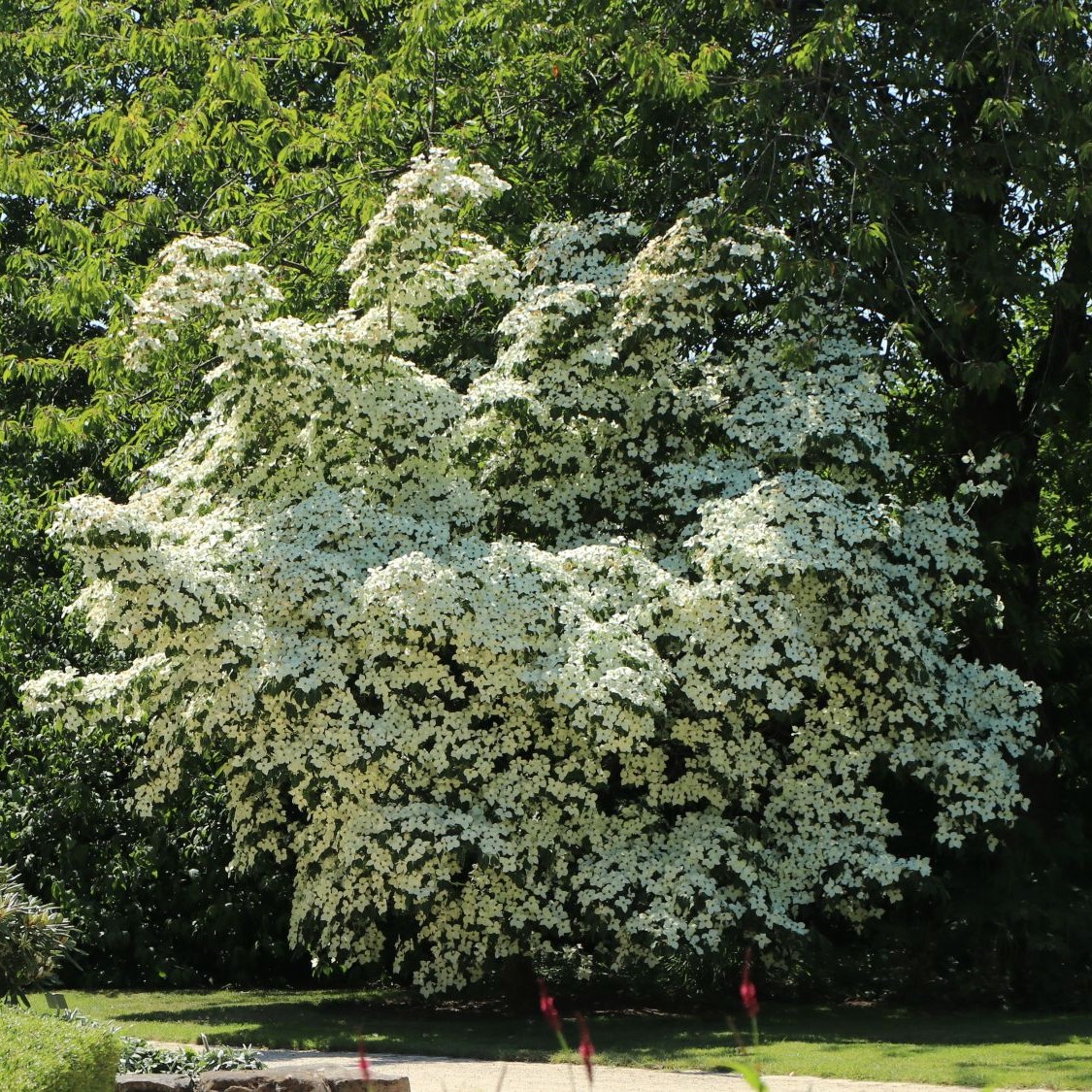 Dereń kousa CHINA GIRL