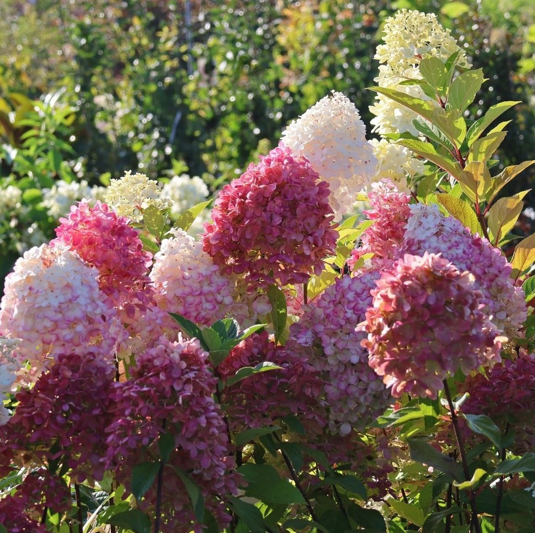 Hortensja Bukietowa GRAFFITI