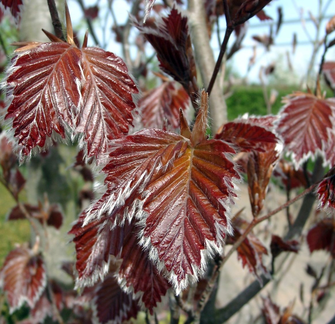 Buk pospolity ROHANII