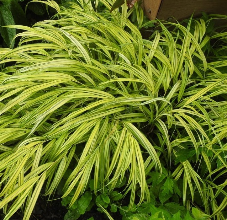 Trawa bambusowa smukła STRIPE IT RICH