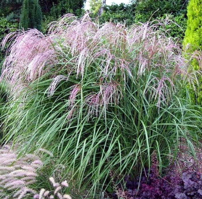 Miskant Chiński KLEINE FONTANE