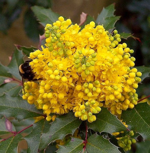 Mahonia POSPOLITA