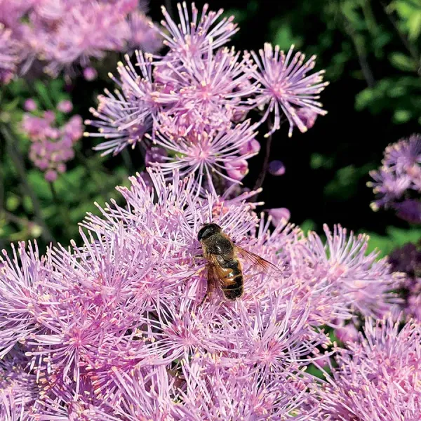 Rutewka orlikolistna NIMBUS PINK