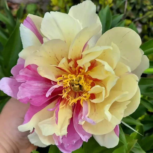 Piwonia ITON LEMON DREAM