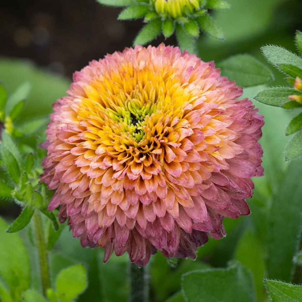 Rudbekia SUGAR SHAKE