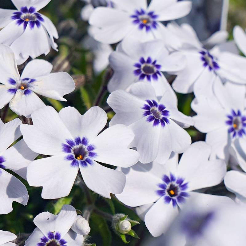 Floks Szydlasty BAVARIA