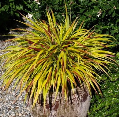 Trawa Hakonechloa MULLED WINE