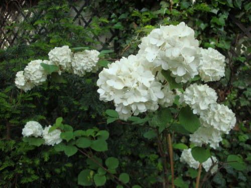 Kalina japońska GRANDIFLORUM