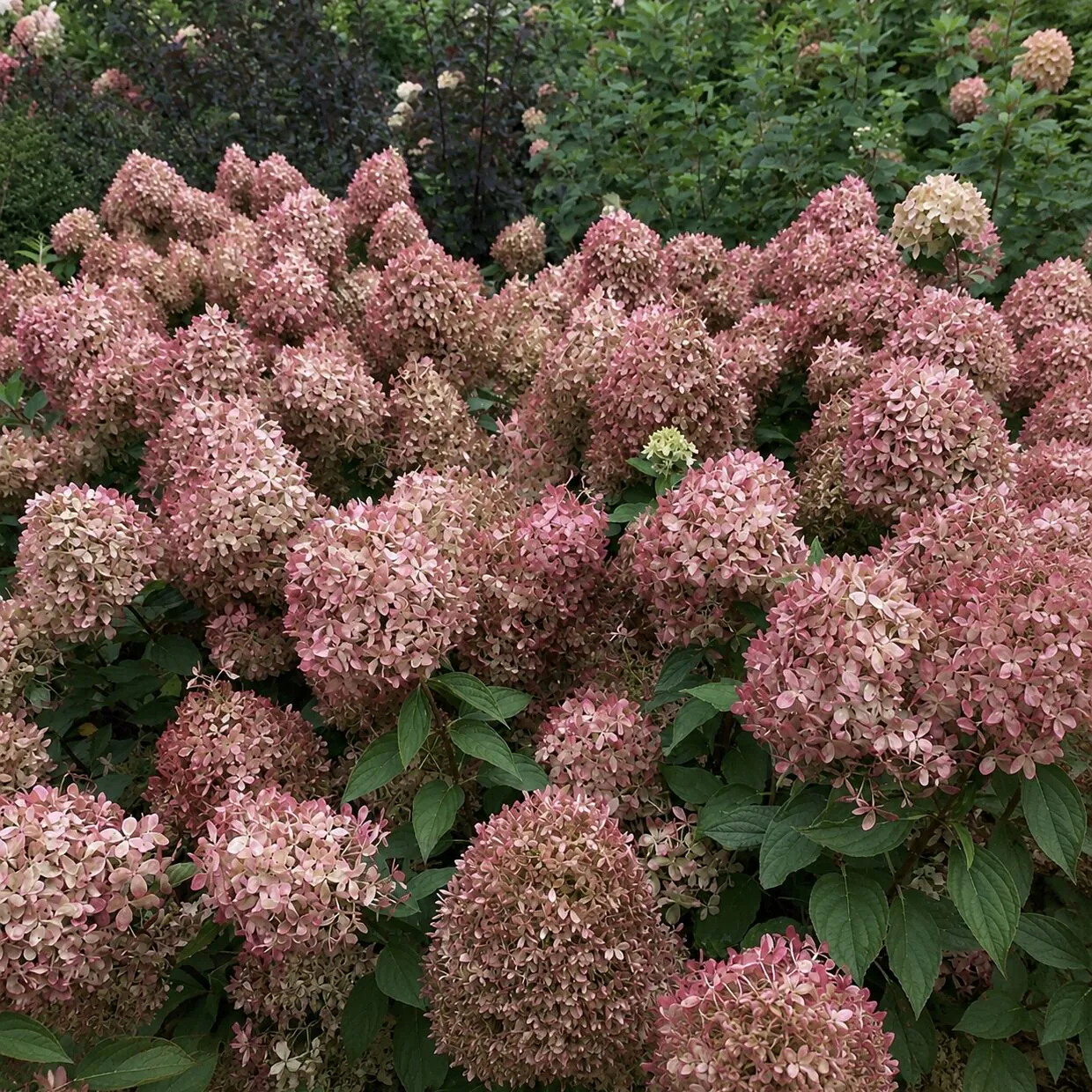 Hortensja PIXIO